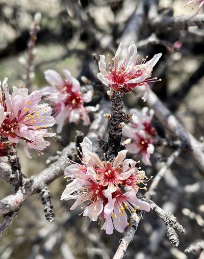 Prunus argentea, photographed by Bob Walker