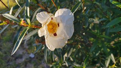 Cistus ladanifer, photographed by Elizabete Marchante