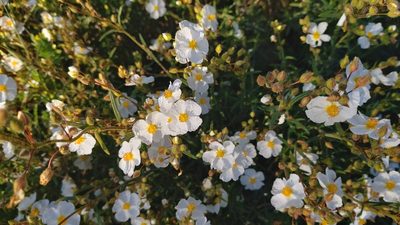 Cistus umbellatus, photographed by Elizabete Marchante