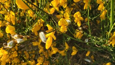 Cytisus striatus, photographed by Elizabete Marchante