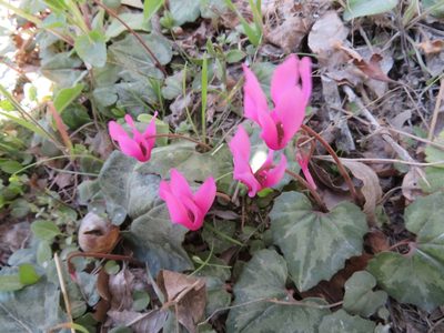 Cyclamen repandum, photographed by Marco Mussita