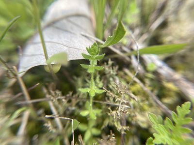 Cruciata pedemontana, photographed by Brandon Corder