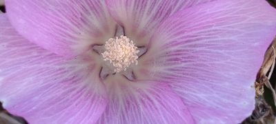 Alcea acaulis, photographed by Udi Oron אודי אורון