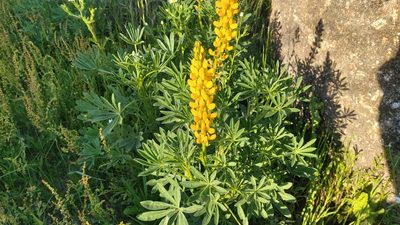 Lupinus luteus, photographed by Elizabete Marchante