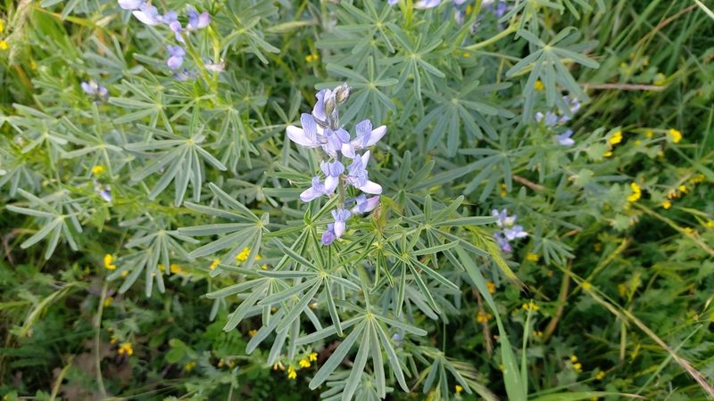 Lupinus angustifolius, photographed by Elizabete Marchante