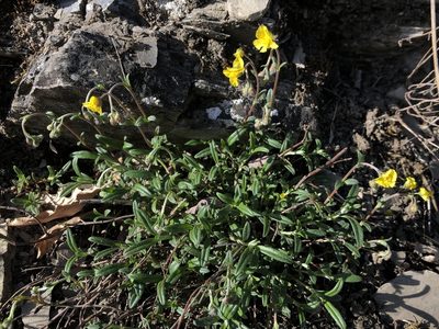 Helianthemum canum, photographed by Pavel Kacl