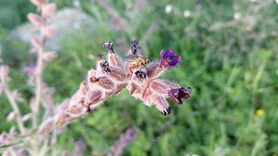 Anchusa undulata, photographed by Elizabete Marchante