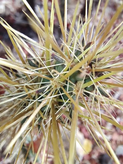 Cylindropuntia alcahes, photographed by Abraham Sánchez Romero