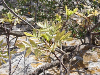 Pistacia terebinthus, photographed by David Delon