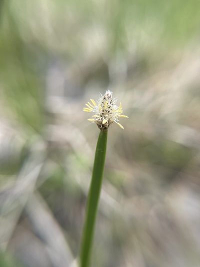 Eleocharis bifida, photographed by Brandon Corder