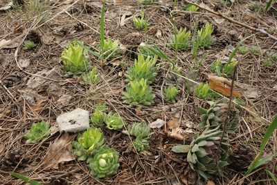 Sempervivum ruthenicum, photographed by Aleksei Baushev