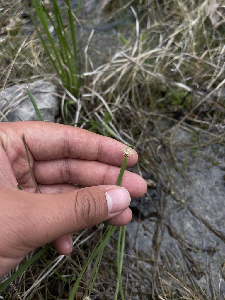 Eleocharis bifida, photographed by Brandon Corder