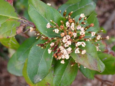 Viburnum tinus, photographed by David Delon