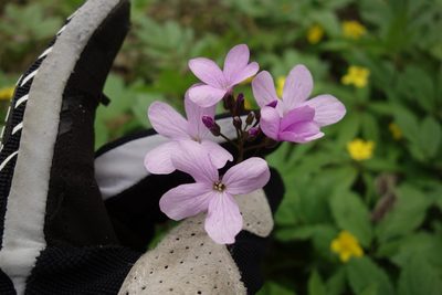 Cardamine quinquefolia, photographed by Aleksei Baushev