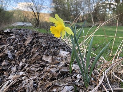 Narcissus pseudonarcissus, photographed by Pavel Kacl
