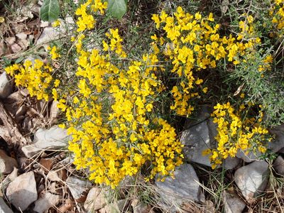 Genista scorpius, photographed by David Delon