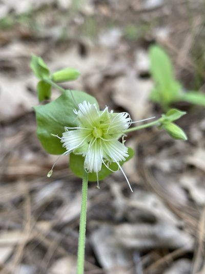 Silene campanulata, photographed by Matt Berger