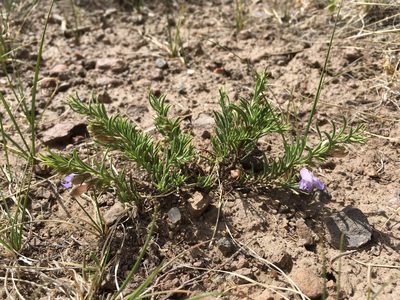Penstemon crandallii, photographed by Cecelia Alexander