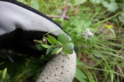 Corydalis intermedia, photographed by Aleksei Baushev