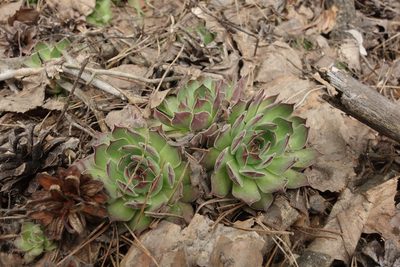 Sempervivum ruthenicum, photographed by Aleksei Baushev