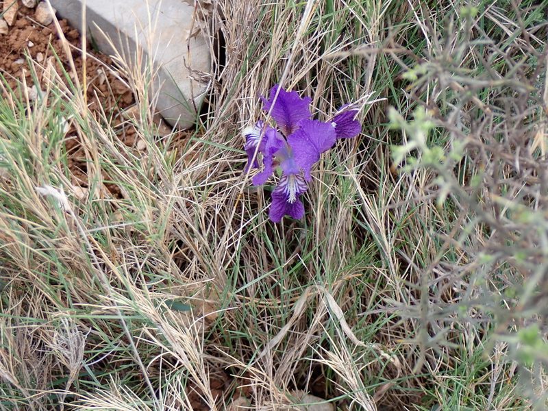 Iris lutescens, photographed by David Delon
