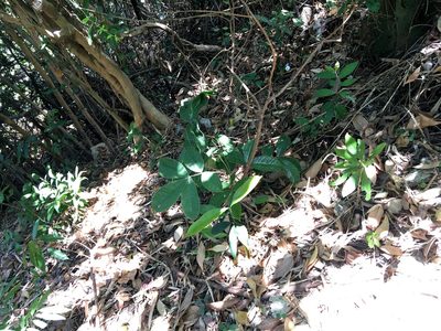 Ormosia pachycarpa, photographed by Yj