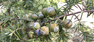 Juniperus oxycedrus, photographed by Santiago Martín-Bravo