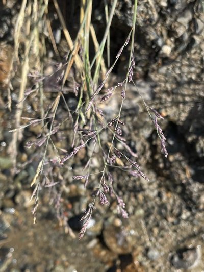 Puccinellia howellii, photographed by Matt Berger