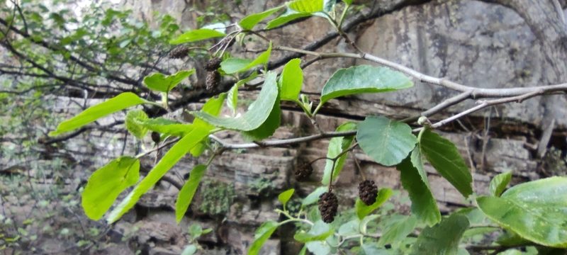 Alnus lusitanica, photographed by Santiago Martín-Bravo