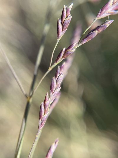 Puccinellia howellii, photographed by Matt Berger