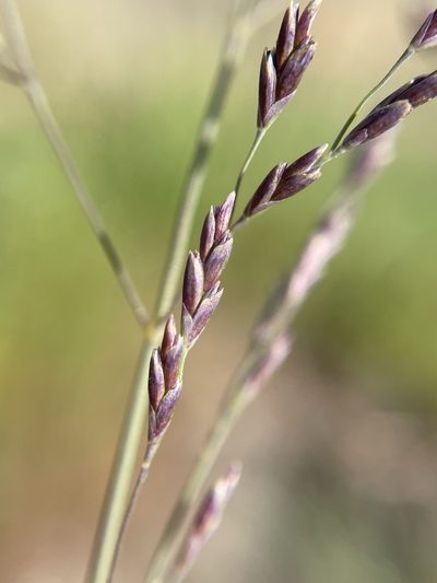 Puccinellia howellii, photographed by Matt Berger