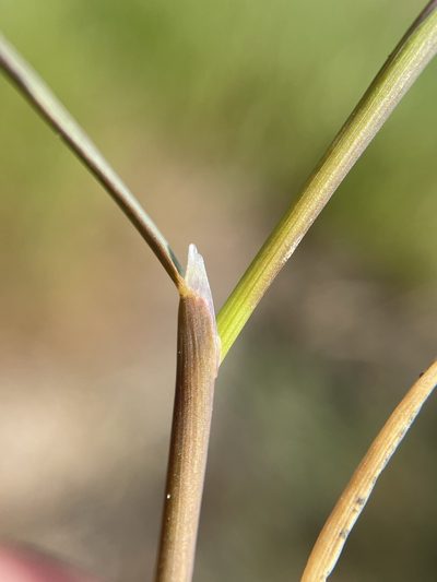 Puccinellia howellii, photographed by Matt Berger