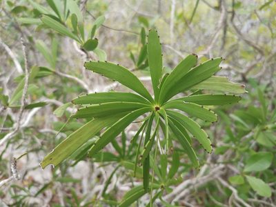 Phyllanthus epiphyllanthus, photographed by Alexis Tinker-Tsavalas