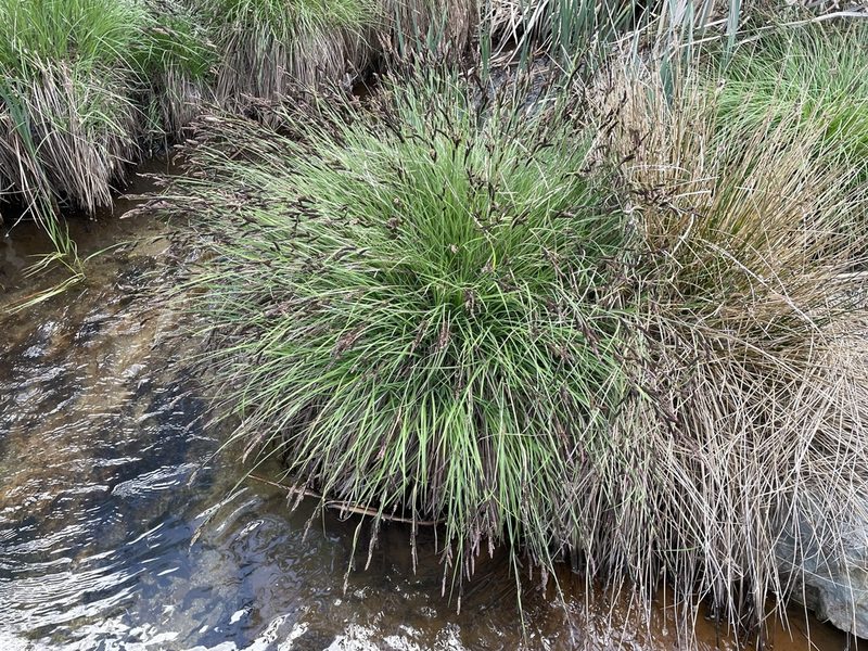 Carex nudata, photographed by Matt Berger
