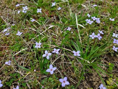 Houstonia pusilla, photographed by Taro Ietaka
