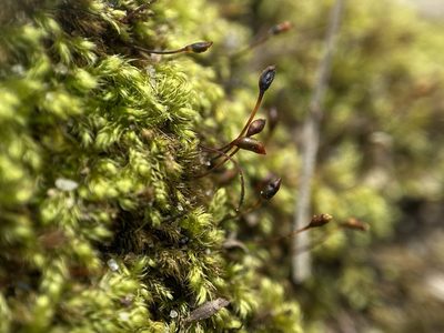 Brachytheciastrum velutinum, photographed by Zihao Wang
