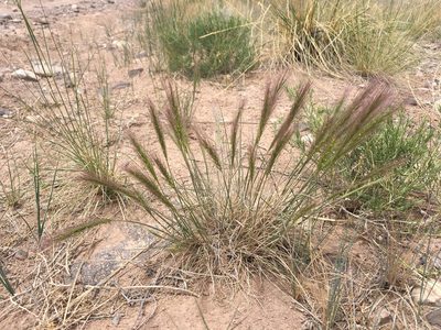 Elymus longifolius, photographed by Cecelia Alexander