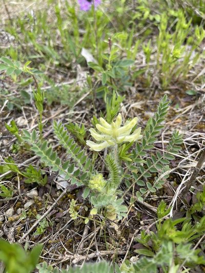 Astragalus tennesseensis, photographed by Brandon Corder