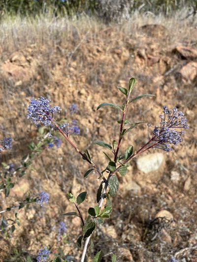 Ceanothus lemmonii, photographed by Matt Berger