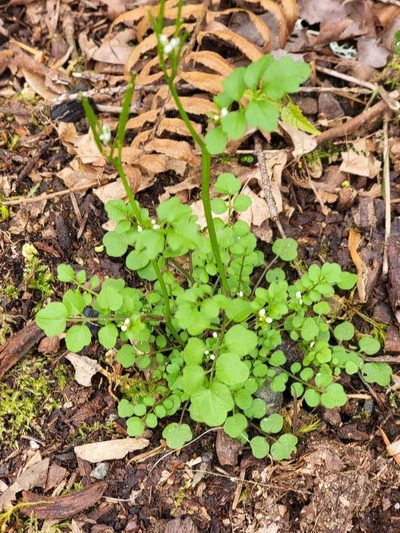 Cardamine oligosperma, photographed by DeeF