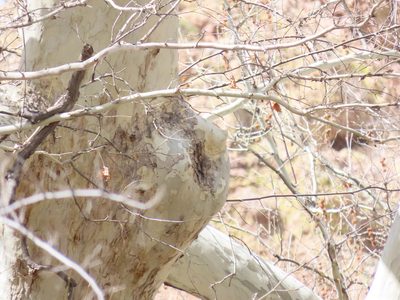 Platanus wrightii, photographed by Alina Martin