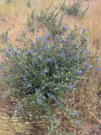 Ceanothus lemmonii, photographed by Matt Berger