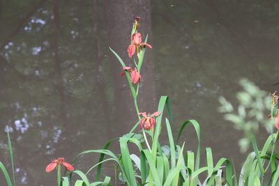 Iris fulva, photographed by Mike Tilley