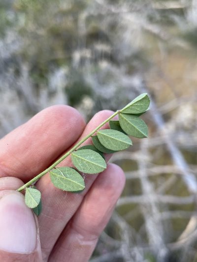 Hosackia stipularis, photographed by Matt Berger