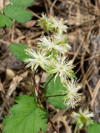 Neviusia cliftonii, photographed by Matt Berger