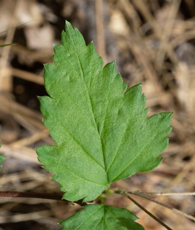 Neviusia cliftonii, photographed by Matt Berger