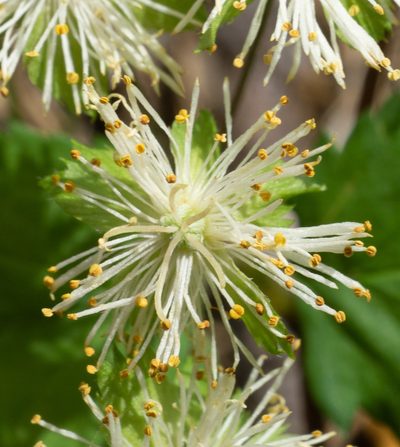 Neviusia cliftonii, photographed by Matt Berger