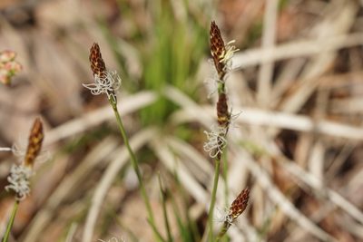 Carex pensylvanica, photographed by Matt Pelikan