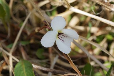Viola lanceolata, photographed by Matt Pelikan