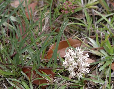 Asclepias michauxii, photographed by Kim